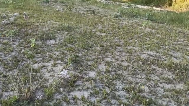 Учим приручаем Волка волчат шок сенсация удивительно волк напал Волк щенок лайфхак невероятно факт смотреть онлайн