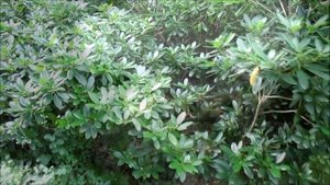 Отпуск в Германи. Парк  "Сан Суси". Потсдам