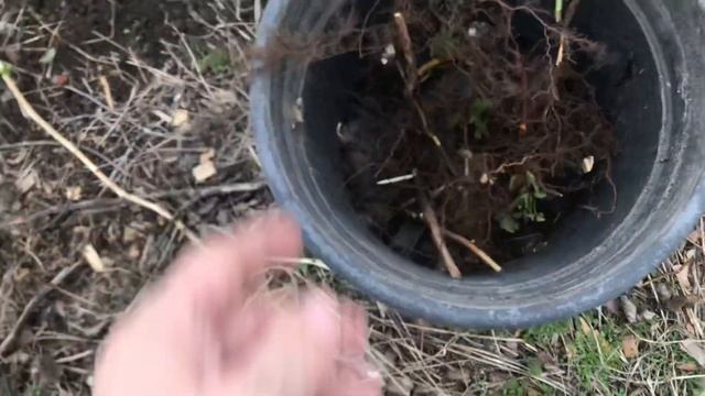 Малина Золотая Зюгана, копаем саженцы. смотреть онлайн