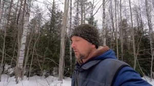 По следу зверя!!! Волки в окладе!!! #охота_на_волка #охота #волчий_оклад