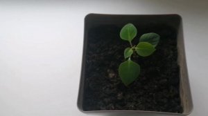 Как с косточки вырастить Апельсиновое дерево.