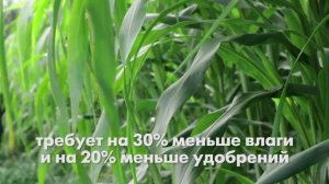 Сорго суданковый гибрид "Джамбо Стар"