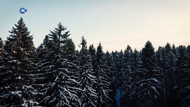 ЕЛЬ | «Тайны карельского леса» смотреть онлайн