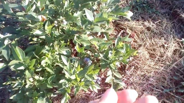 Сравнение крупноплодности двух сортов голубики смотреть онлайн