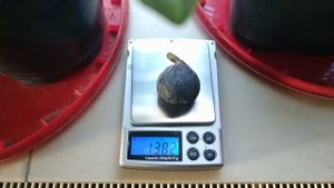 Созрел ИНЖИР на подоконнике