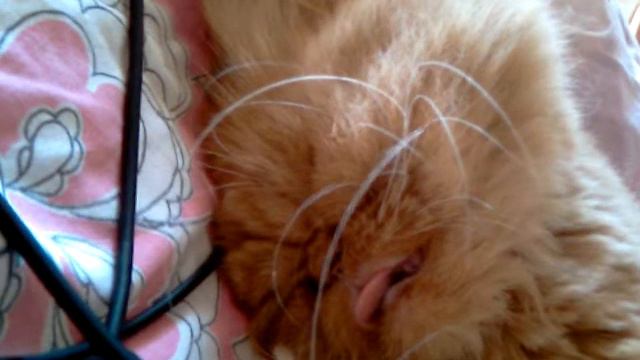 Рыжее дрыхло (Ginger sleeping beauty) смотреть онлайн