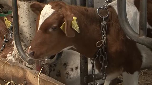 Начало сельхозпереписи смотреть онлайн