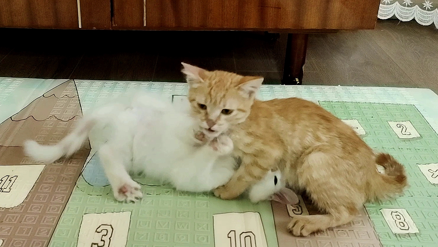 Котята снова дерутся. Забавные котята.