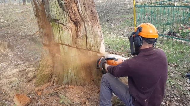 saw cut of a complex tree // Валка гнилого дуба // Опасное дерево // Stihl ms661