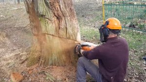 saw cut of a complex tree // Валка гнилого дуба // Опасное дерево // Stihl ms661