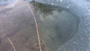 Форель в своём пруду. Зимовка и кормёжка . Качество воды
