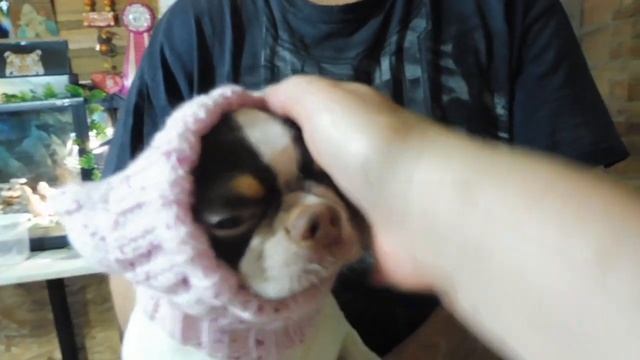 Примеряем ШАПОЧКИ для ЧИХУАХУА / Фото модель Мари Мистик Маркиза и Цериос / ПРОДАЮ шапки для собак