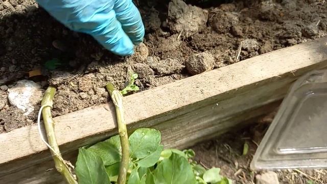 Коломба даже при " варварском" отношении может дать отличный результат. смотреть онлайн