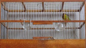 Пение кенара.  Гибрид со щеглом #1