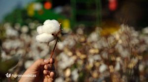 Συγκομιδή Βαμβακιού | Αλεξάνδρεια Ημαθίας