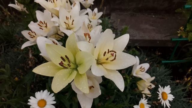 Цветут лилии в цветниках. 1 часть смотреть онлайн