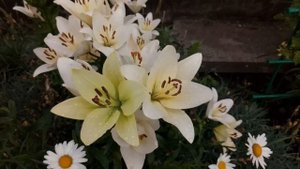 Цветут лилии в цветниках. 1 часть