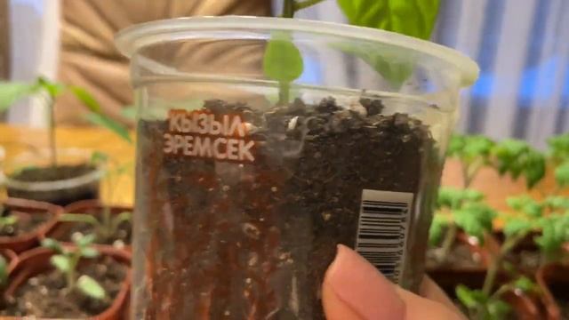 Чтобы РАССАДА была ЗДОРОВОЙ И КРЕПКОЙ начинайте кормить.mp4 смотреть онлайн