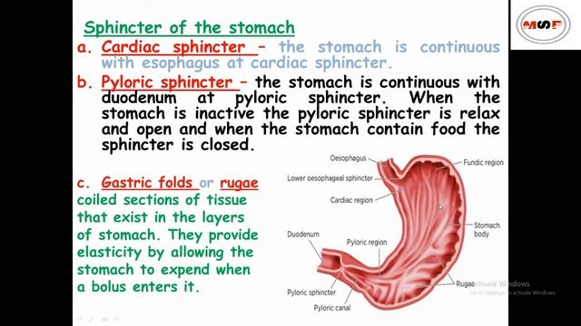 Stomach anatomy & physiology in hindi || sphincter || structure || functions || layers смотреть онлайн