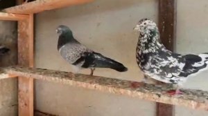 #Pigeons #Израиль  Иранские и Пакистанские голуби в Израиле!
