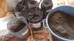 Посадка винограда весной саженцами в Сибири.