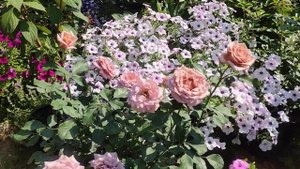 Роза Коко Локо ??
Rosa Koko Loko