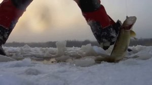 Ловля щуки на жерлицы зимой на Ладоге