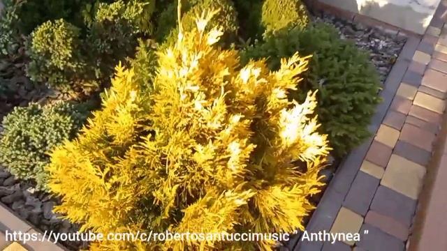 Tуя "Golden Anne ". Coniferous plant "Golden Anne" смотреть онлайн