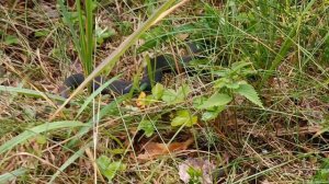 Гадюка с серебристо-голубым окрасом.A viper with a silver-blue color.