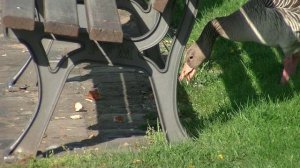 Шушеньков Городской субботник