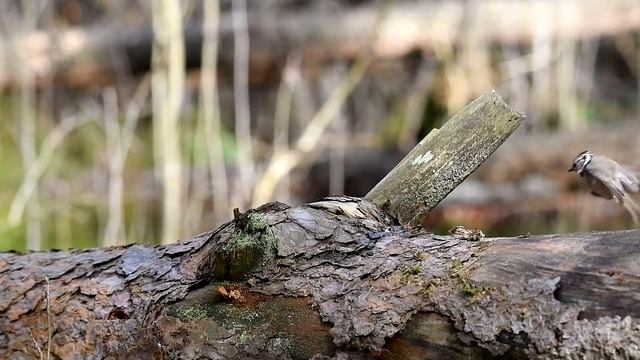 Хохолатая синица и буроголовая гаичка. Борьба за еду. М.О. Россия! смотреть онлайн