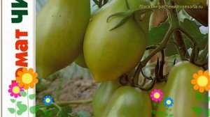 Томат Черрипальчики F1. Краткий обзор, описание характеристик solanum lycopersicum Cherripalchiki F