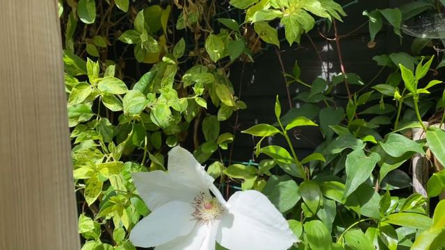 My Tiny Zen Garden Tour with commentary and plant names. смотреть онлайн