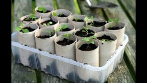 Теперь сажаю рассаду только в это! Во что посадить рассаду? Емкость для рассады!