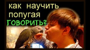 Как НАУЧИТЬ попугая ГОВОРИТЬ? Пошаговая инструкция на моем опыте/ How to TEACH a parrot to TALK ?