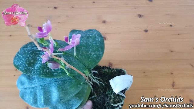 ❽Mounted Phalaenopsis Orchid update (2020/07) смотреть онлайн