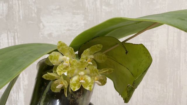 Phalaenopsis gigantea var.alba ‘Ta Wei’ x self -  видео о том, как зацвести гигантею!