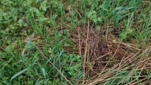 А как вы осенью готовите поле под картошку?