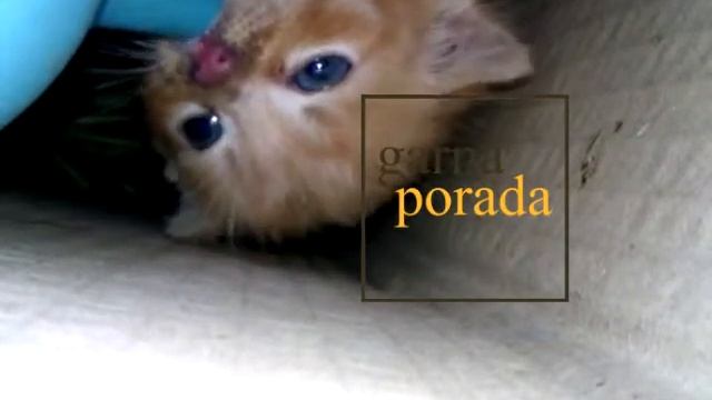 Как выкормить маленького котенка. Как заменить материнский способ вскармливания смотреть онлайн