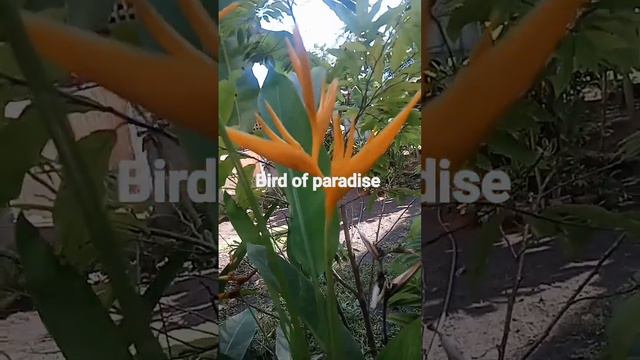 bird of paradise