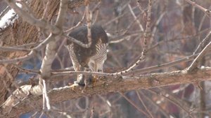 ястреб съел воробья