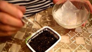 Пересаживаем ПРОРОСШИЕ СЕМЕНА  комнатного перца ОГОНЁК