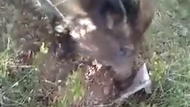 Wild Boar in Collserola Hills, Barcelona, Spain