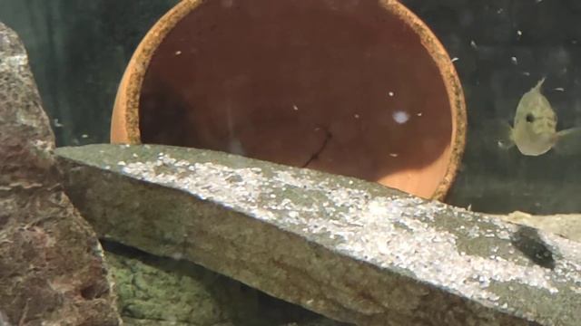 Thoracochromis Brauschi, красногорлый торакохромис
