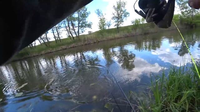 КРУПНЯК В КУВШИНКАХ ТОПИТ ПОПЛАВОК!! Рыбалка на карася в мае