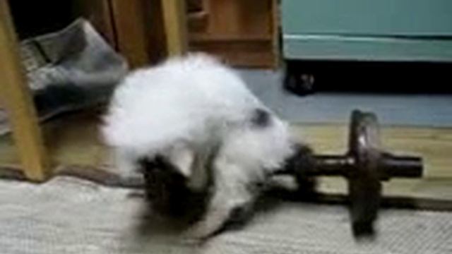 кот пытается сдвинуть гантелю смотреть онлайн