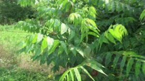 МОЙ САД 2022. ЦВЕТЕНИЕ В КОНЦЕ ИЮЛЯ.