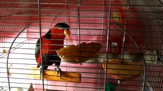 Черноголовый Лори попугай Гоша поет с Ксюшей.Black capped lory parrot Gosha смотреть онлайн