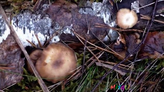 Первые весенние грибы в лесу Козьи Горы вблизи Гнездово. смотреть онлайн