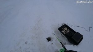 Моя ЛУЧШАЯ рыбалка на балансир.  оз. Чаны сезон 2021-2022. Ловля окуня зимой.